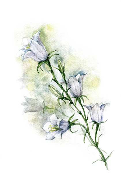 Jardim sino flores pintadas em aquarela sobre fundo branco. Ilustração para decoração. - Foto, Imagem