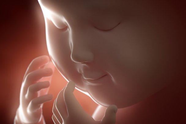 Concept de grossesse foetale
 - Photo, image