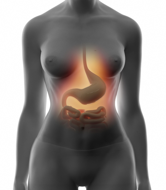 Vrouwelijke anatomie concept - Foto, afbeelding