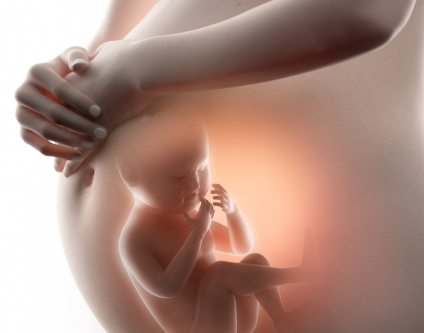 Conceito de feto
 - Foto, Imagem