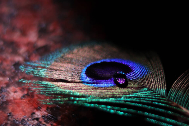 A beautiful eye of peacock feather with a water drop on it along with close nit barbs loose nit barbs and brown coating on stem in landscape mode - Photo, Image