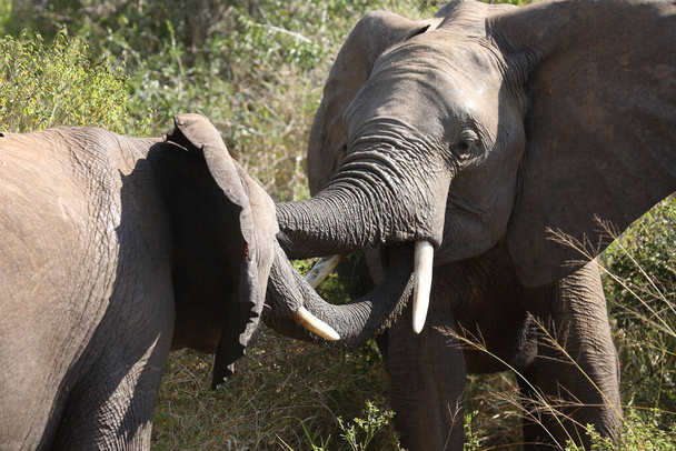 Afrikanischer Elefant / Αφρικανικός ελέφαντας / Loxodonta africana - Φωτογραφία, εικόνα