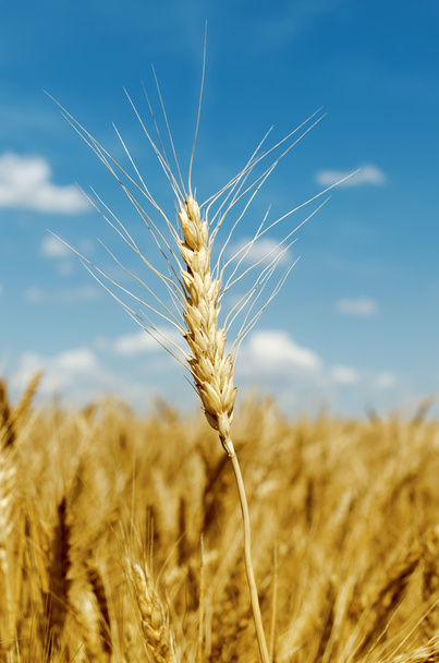 golden color harvest on field - Photo, Image