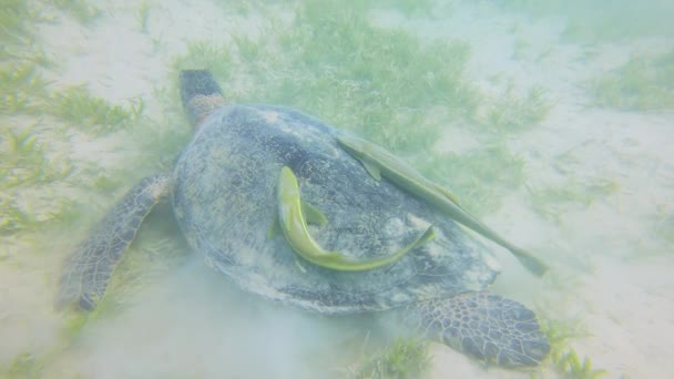 Suuri vihreä merikilpikonna Chelonia mydas ruokkii merilevää hiekkapohjalla remora sucker kala Echeneidae kuoressa - Materiaali, video