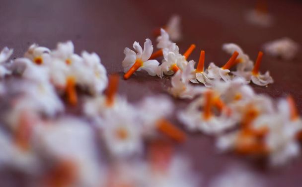 Πολύ αρωματικό γιασεμί ή Parijat ή Harshingar ή Shephali του Shuli ή Sheuli λουλούδι σε πλήρη άνθιση. Εμφανίζεται σε αρκετές ινδουιστικές θρησκευτικές ιστορίες και συχνά σχετίζεται με το Kalpavriksha. - Φωτογραφία, εικόνα