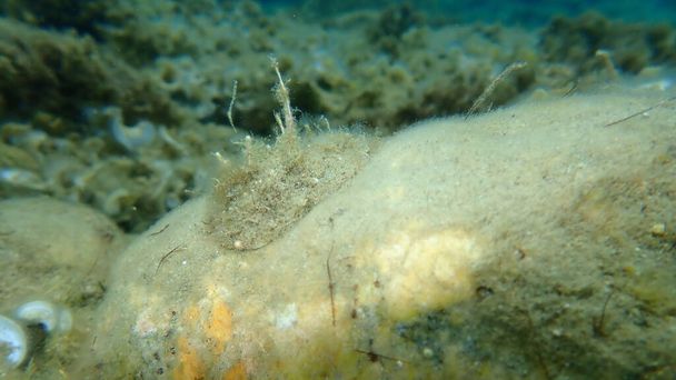 Μεσογειακό limmpet ή rayed Μεσογειακό limmpet (Patella caerulea) υποθαλάσσιο, Αιγαίο, Ελλάδα, Χαλκιδική - Φωτογραφία, εικόνα