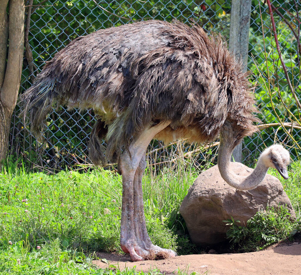 Ostrich is one or two species of large flightless birds native to Africa, the only living member(s) of the genus Struthio. - 写真・画像