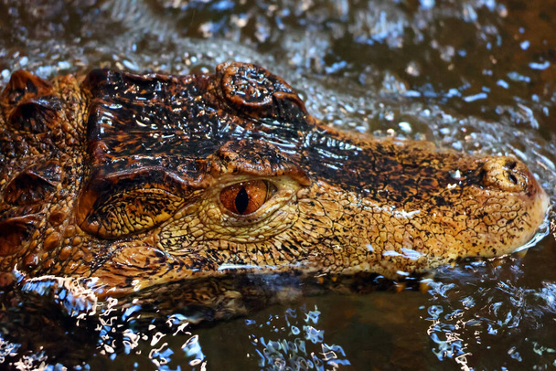 Cuvier's dwarf caiman (Paleosuchus palpebrosus) is a small crocodilian in the alligator family from northern and central South America. - Photo, Image