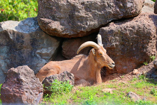 A Barbary Birka - Juh (Ammotragus lervia), más néven Aoudad egy kecskeféle őshonos sziklás hegyek Észak-Afrikában. - Fotó, kép