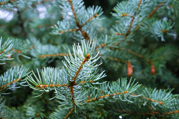 Rami di pino abete rosso blu con aghi fogliame sfondo naturale foto ambiente con spazio copia. Modello di design con pianta di abete sempreverde. - Foto, immagini