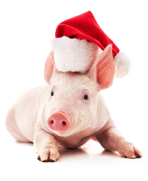 Piggy in Christmas hat isolated on white background. - Foto, Bild