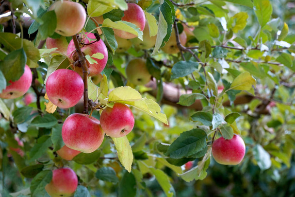 manzanas rojas maduras en un huerto listo para cosechar. - Foto, imagen