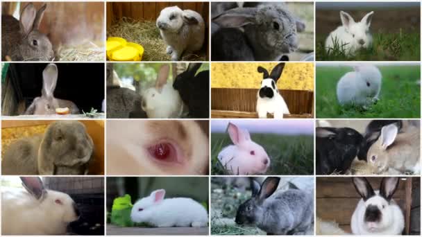 様々な品種のウサギのビデオウォールモンタージュ。農場の動物、ウサギのビデオコラージュ - 映像、動画