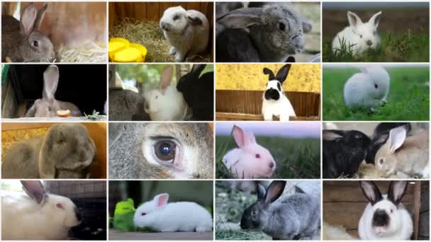 Velká sbírka králíků, zajíčků, krásných zajíčků, velikonoční koncept. Koláž zvířat - Záběry, video