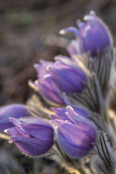 Pasque flower, Parque nacional Podyji, Moravia Meridional, República Checa - Foto, Imagen