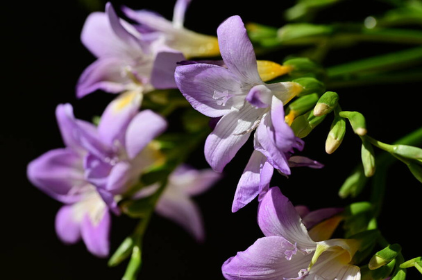 beautiful purple flowers, close up view - Photo, Image