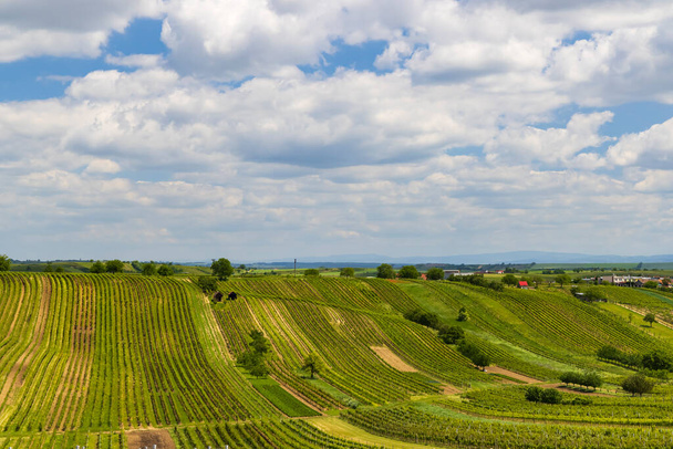 Wiosenna winnica w pobliżu Cejkovice, Morawy Południowe, Czechy - Zdjęcie, obraz