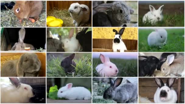 Video collage of lovely Easter fluffy bunnies, adorable bunnies eating carrots and vegetables. Easter white hares eat carrots, concept for Easter. Close-up of a rabbit. - Footage, Video