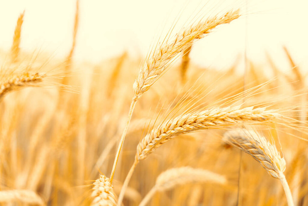 Field grains. Rye landscape harvest in sun day. Bread plant agriculture farm cereal crop in sunset. Wheat golden harvest background - Photo, Image