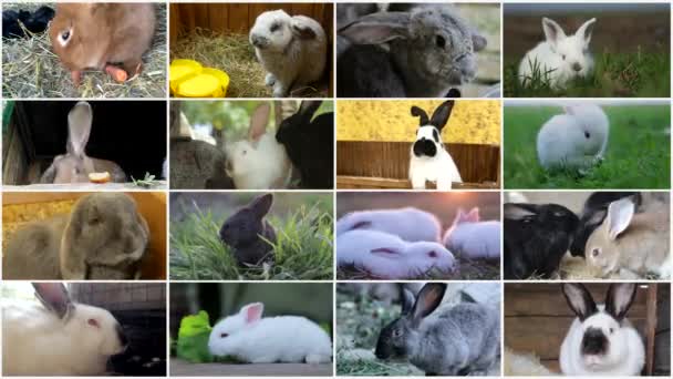 Video set of different rabbits with long ears, video collage. High quality 4k video - Footage, Video
