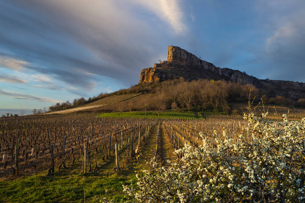 Rock of Solutre s vinicemi, Burgundy, Solutre-Pouilly, Francie - Fotografie, Obrázek