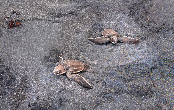 tiny Leatherback turtle hatchlings on a sandy beach covered with Sargasso try to get into Atlantic ocean. Dominica. - Photo, Image