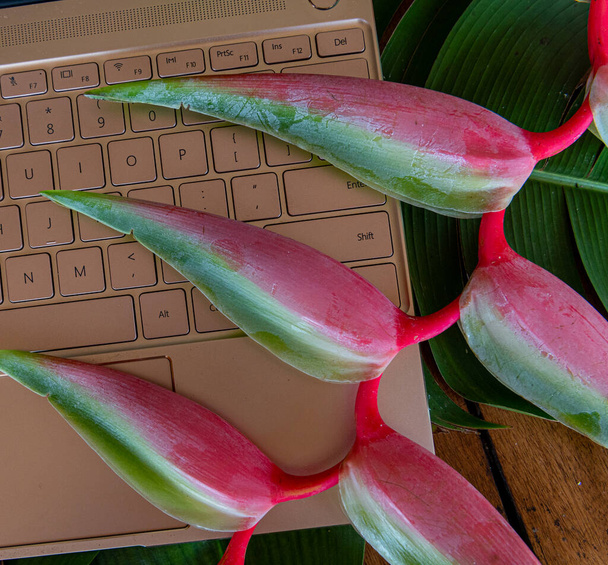 cestování / příroda kryt obrázek generický laptop tropické květiny - digitální nomádi téma - Fotografie, Obrázek