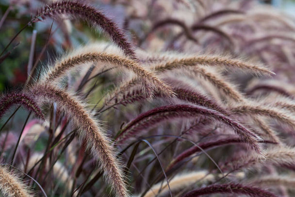 Close up of red pennisetum grass in late summer. selective focus. - Photo, Image
