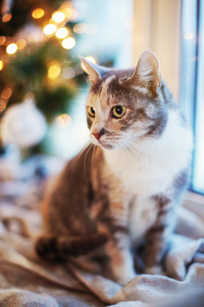 Cat near the Christmas tree with lights and toys - Fotoğraf, Görsel