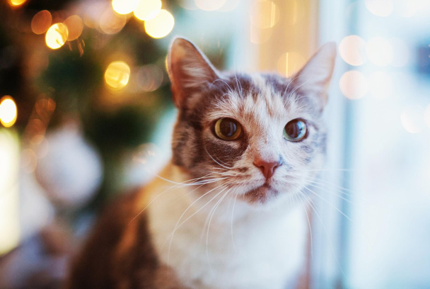 Cat near the Christmas tree with lights and toys - Фото, изображение