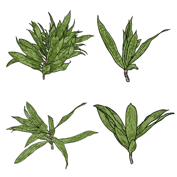 Set of Dracaena Reflexa branch with green leaves. Collection of Song of India plant leaf. Houseplant. Vector. - Vektori, kuva