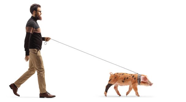 Full length profile shot of a bearded man walking a piglet pet isolated on white background - Foto, imagen