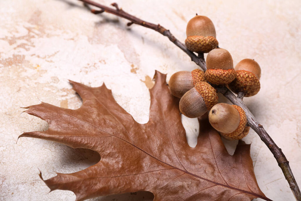 Oak branch with acorns on light background, closeup - Фото, изображение