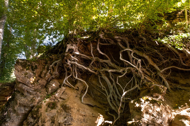 raízes de árvores fora do chão em ruínas - Foto, Imagem