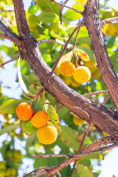 Κίτρινα αγκαθωτά φρούτα Arbutus ωριμάζουν σε ένα κλαδί σε ένα περιβόλι κοντά - Φωτογραφία, εικόνα