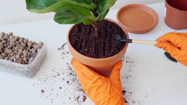 Female hands in orange rubber gloves loosen the soil with small rakes in pot with ficus lyrata. Rake ground in flowerpot. Potted house plant transplantation process. Woman doing home gardening closeup - Footage, Video