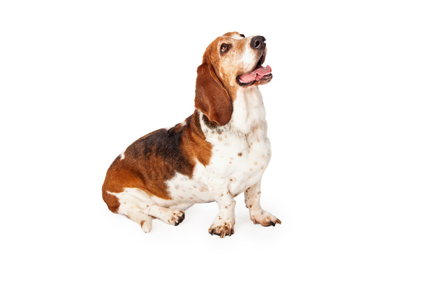Bonito basset cão cão de caça
 - Foto, Imagem