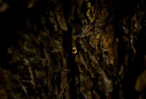 Kehribar çam reçinesi. Yaşayan üç damla, çam ağacının kabuğundan aşağı akıyor.. - Fotoğraf, Görsel