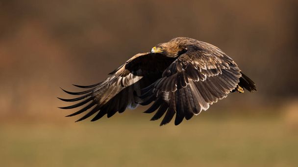 Águila imperial oriental, aquila heliaca, volando con alas que cubren su cuerpo iluminado por el sol. Raptor flotando en el aire desde la vista lateral. Vida silvestre animal en la naturaleza. - Foto, imagen