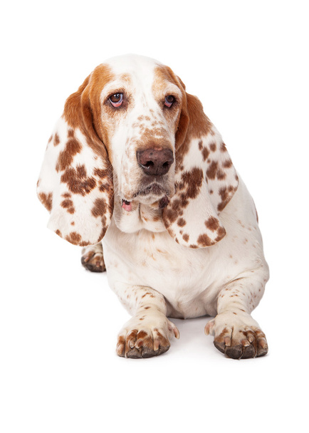 Bonito basset cão cão de caça
 - Foto, Imagem