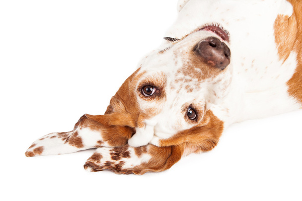 Симпатичная собака-бассет
 - Фото, изображение