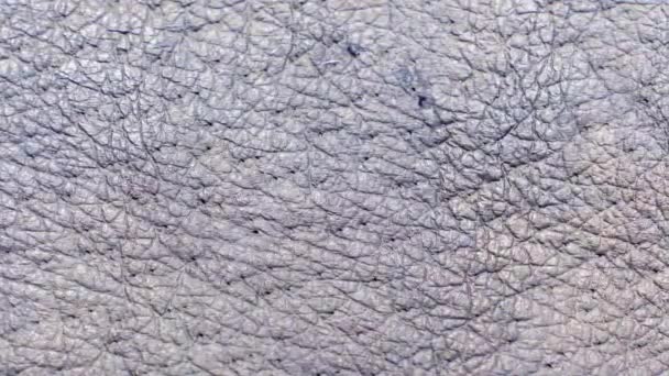 Skin surface texture close up - Séquence, vidéo