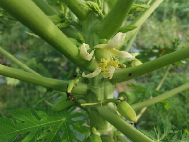 tallo de árbol de papaya con frutos florales. - Foto, Imagen
