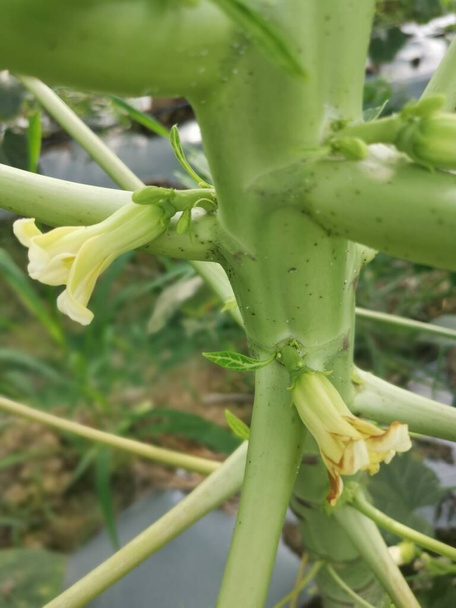 papaya tree stem with flower bearing fruits. - Photo, Image