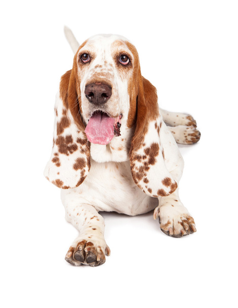 Roztomilý pes Basset Hound - Fotografie, Obrázek