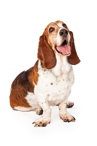 Ładny pies Basset Hound - Zdjęcie, obraz
