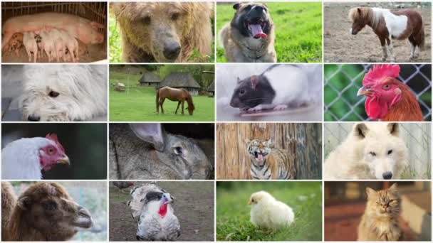 Videó kollázs, haszonállatok egy csoportja. Állat videoklipek gyűjteménye. Kiváló minőségű 4k videó - Felvétel, videó