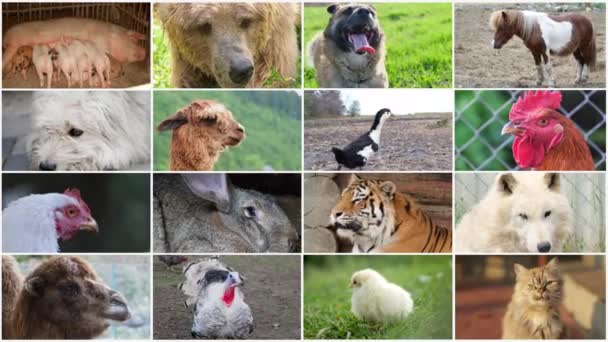 Verschiedene Tiere collagieren auf Videopostkarten, Nutztiere, Wildtiere, Vögel. Videocollage von Tieren. - Filmmaterial, Video