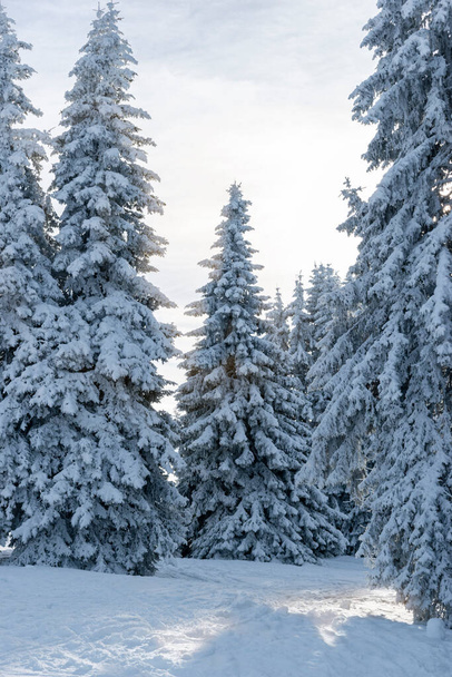 Tranquility winter scene in coniferous forest with snow covered fir trees in ski resort of Pamporovo, Bulgaria. Christmas holiday season, New Year greetings background, beauty of nature - Foto, Imagem
