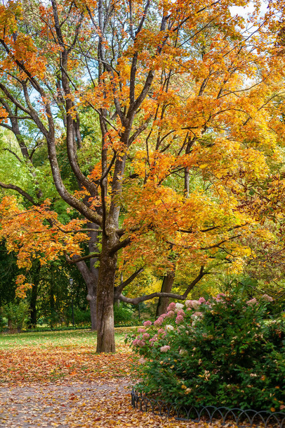 Beautiful old tree in autumn colors in the Bernardinu park in Vilnius, capital of Lithuania. - Фото, изображение